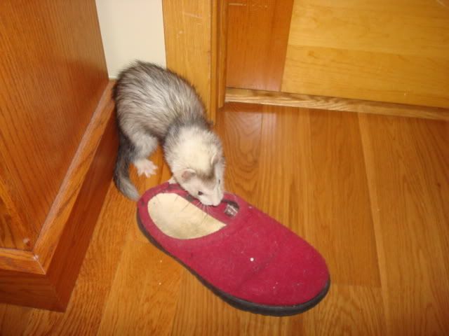 ferrets023-1.jpg