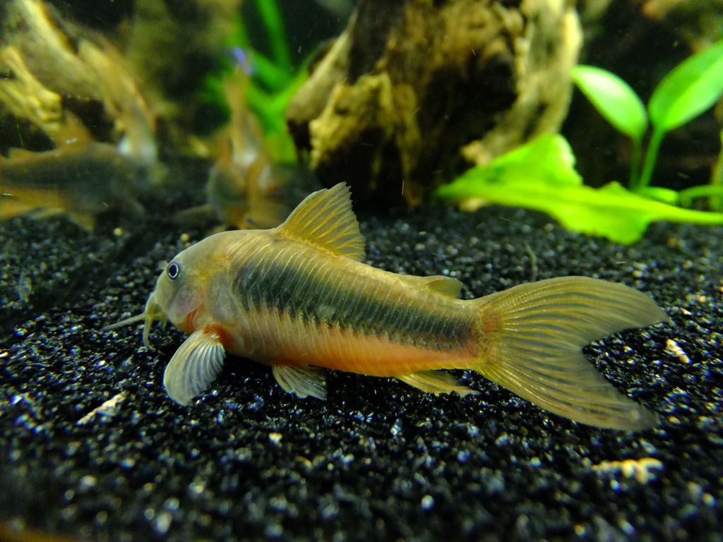 DSCF4003.jpg