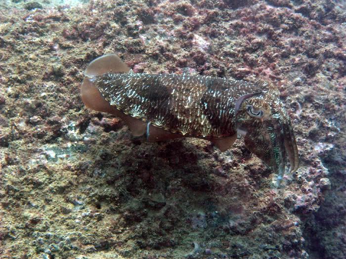 cuttlefish.jpg