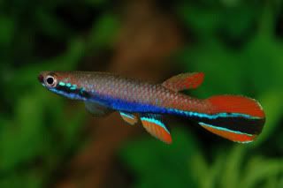 rivulus_xiphidius_male_gr01.jpg