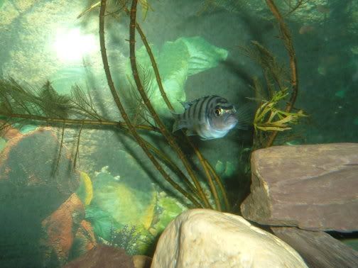 cichlid.jpg