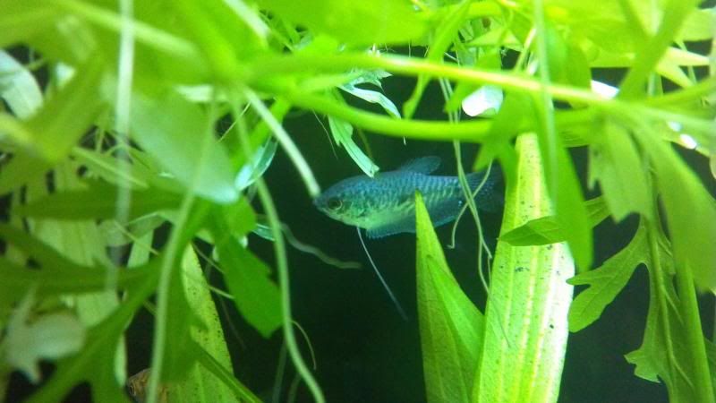2013-09-05_20-40-23_237_zpseec08f37.jpg
