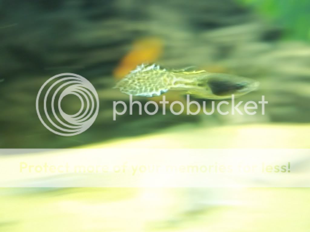 100_1071.jpg