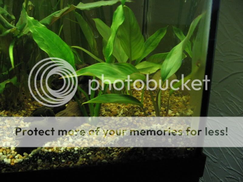 AQUARIUM266020.jpg