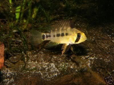 femaleapisto.jpg