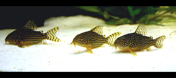 corydoras.png