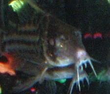 cory003nose2.jpg