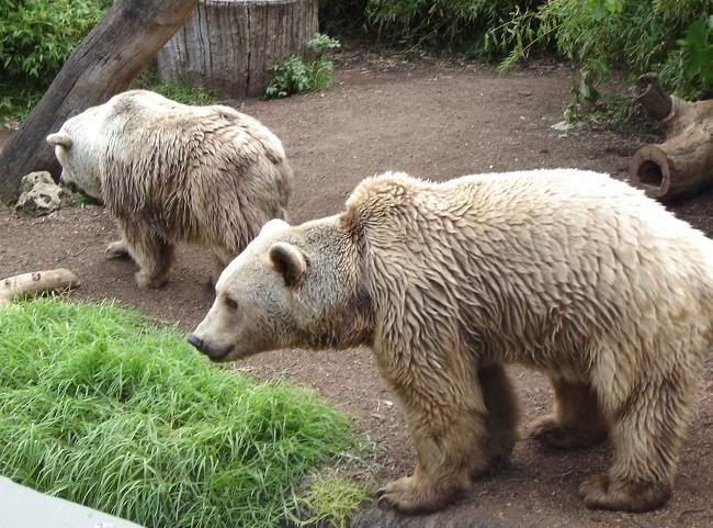 GrizzlyBearPair.jpg