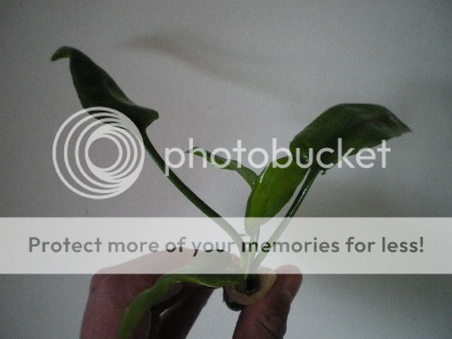 IMGP0648.jpg