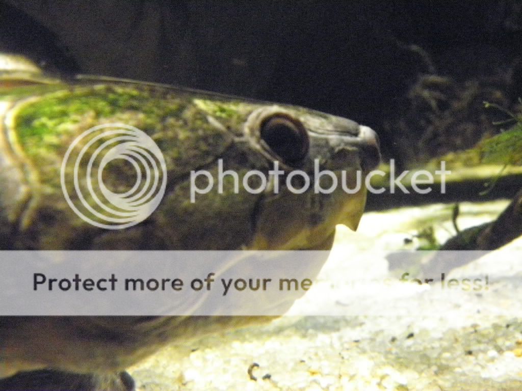 Aquarium42.jpg