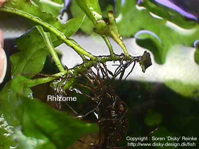 microsorum_pteropus_rhizome2.jpg