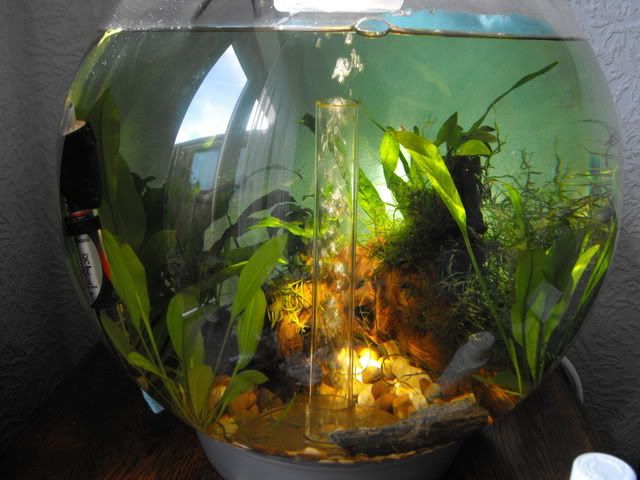 2010_0509fishtank20002.jpg