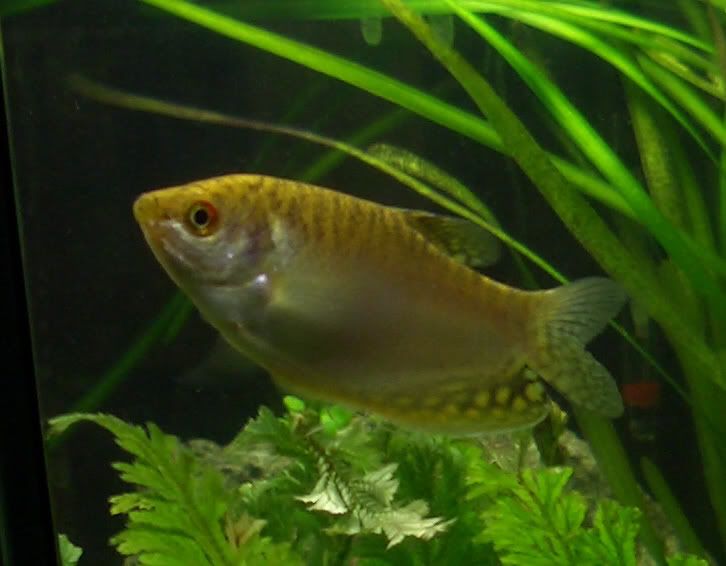 gourami.jpg