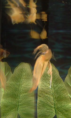 damncorys.jpg
