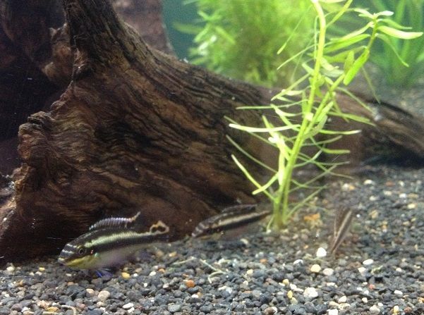 Kribensis_zpsb00128e2.jpg