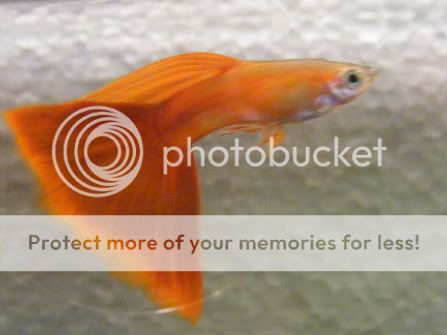 DSCF5085.jpg