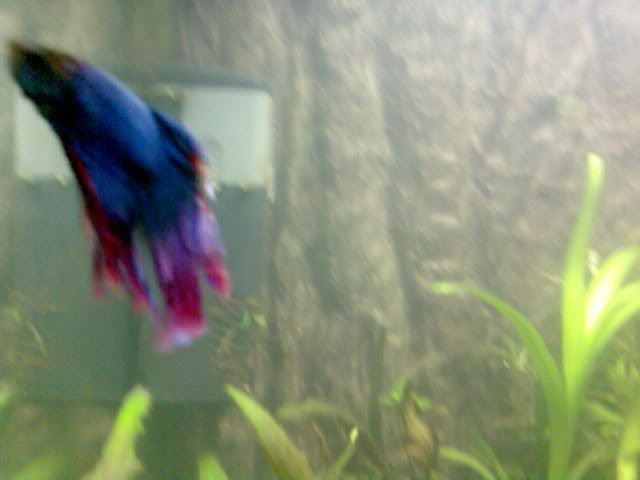 betta7.jpg