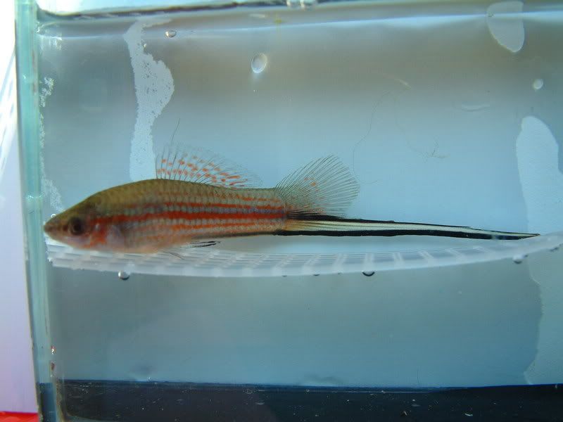 fishx.jpg