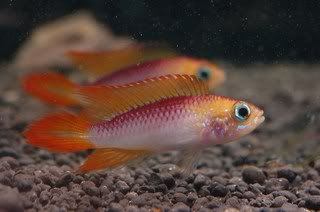 cichlid.jpg