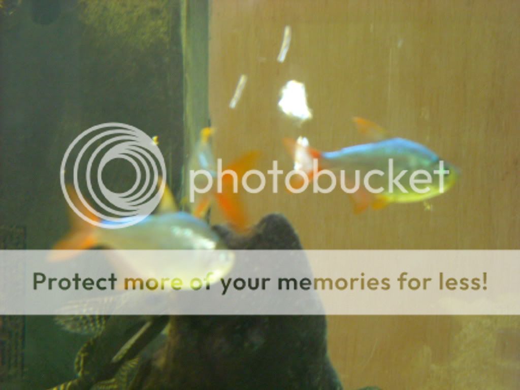 DSCN2033.jpg