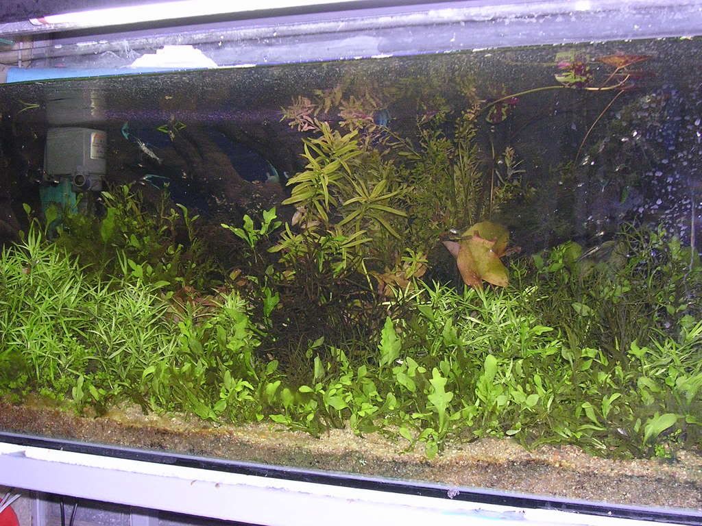 Dscn3043.jpg