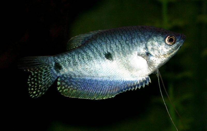 blue-gourami.jpg