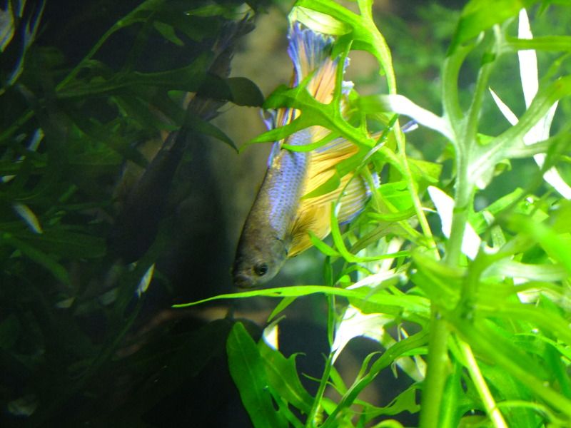 DSCF2918.jpg