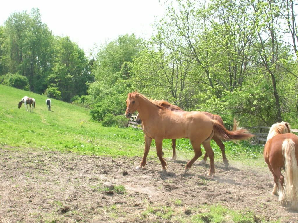 horses12025.jpg
