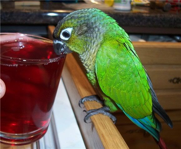 conure3300705.jpg