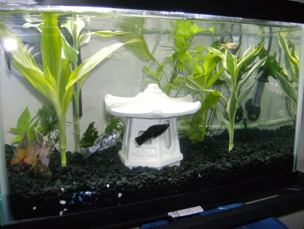fish003.jpg