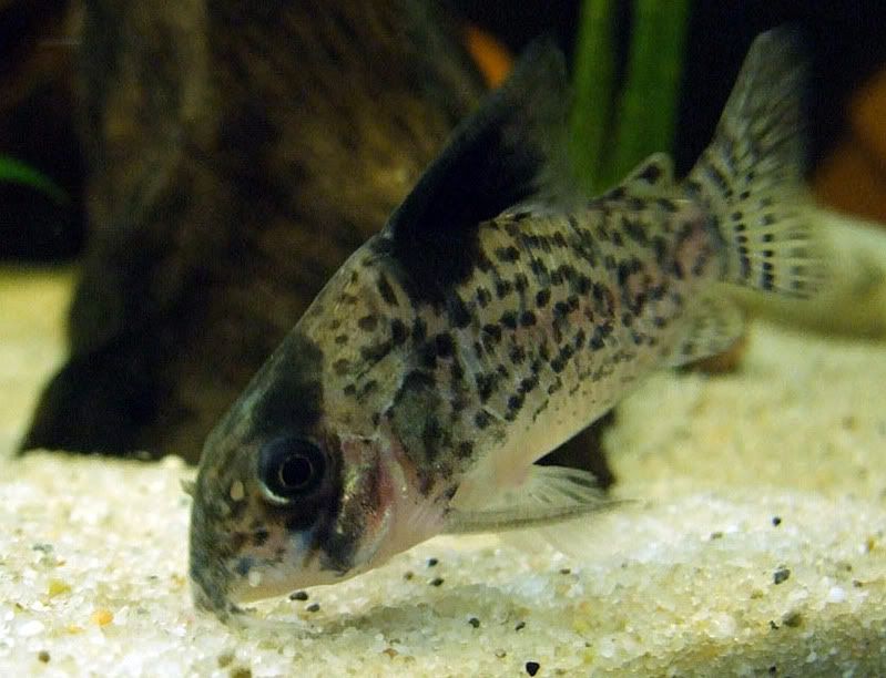 Corydorasleucomelas.jpg