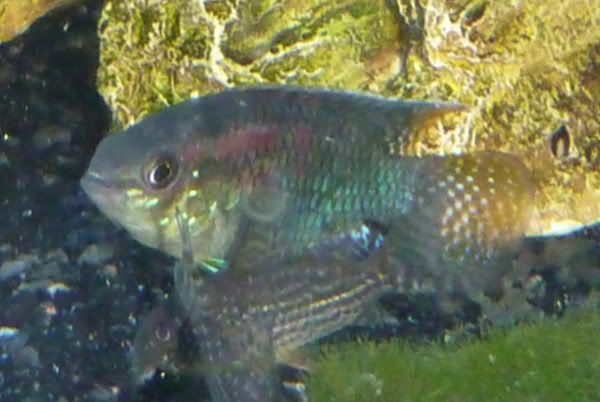 curviceps_male.jpg
