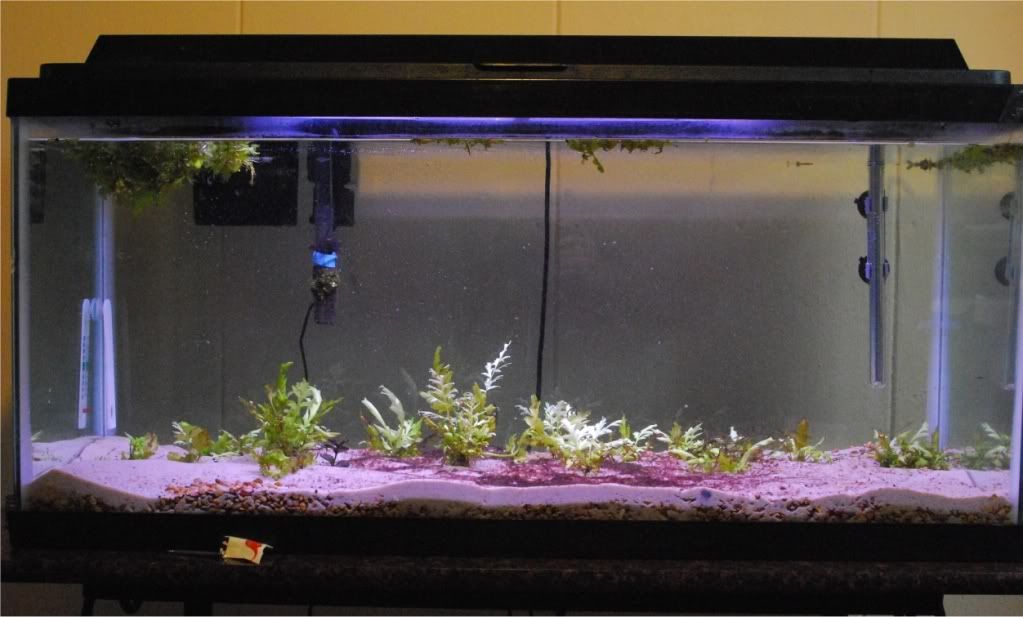 algae.jpg