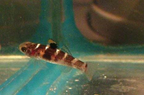 goby-yellowspot.jpg