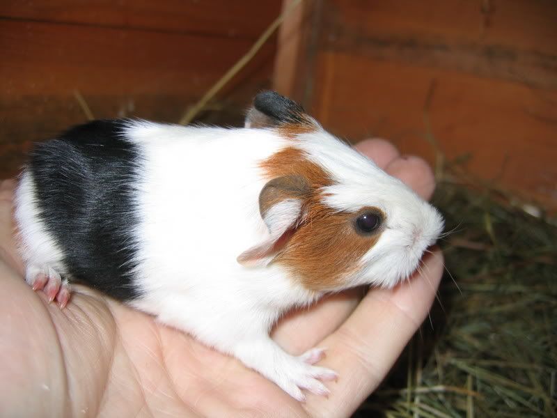 minipigs003.jpg