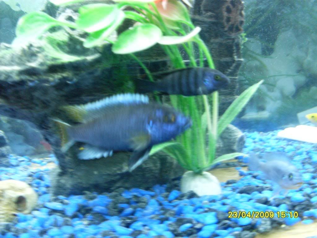 mycichlids008.jpg