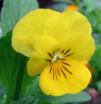 flower2.jpg