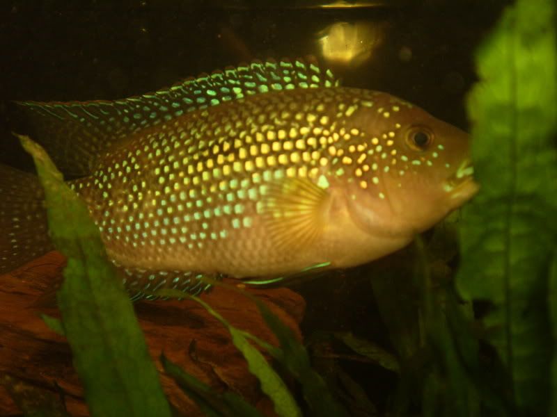 jackdempsey015.jpg