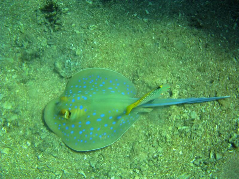 underwater179.jpg