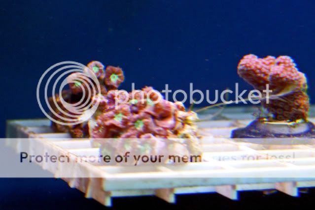2009_1108Reef0011.jpg