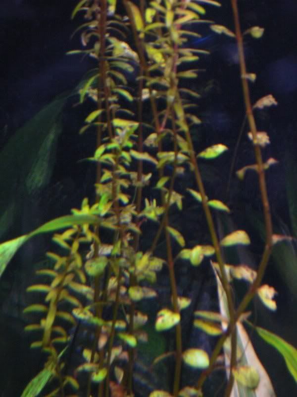plants006.jpg