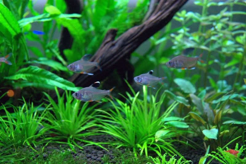 tetra1.jpg