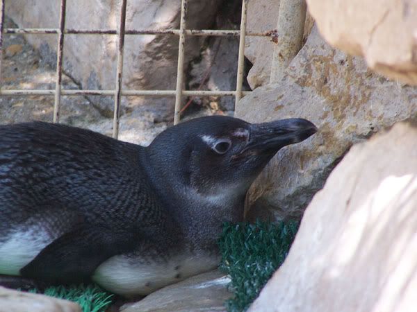 pregnantpenguin.jpg