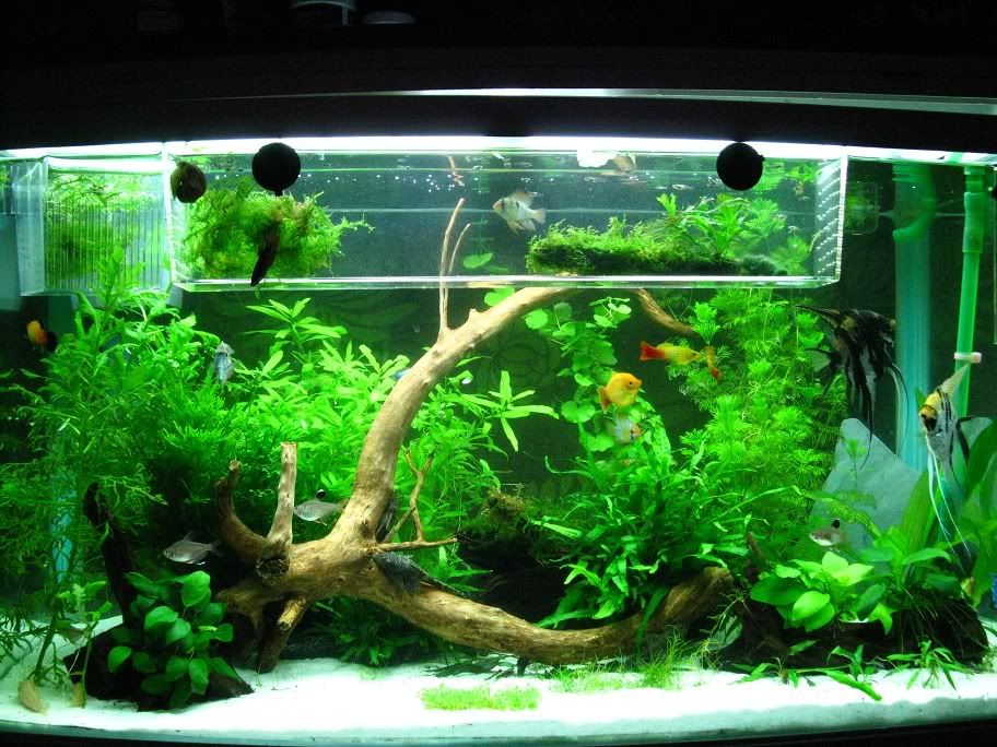 Tank1.jpg