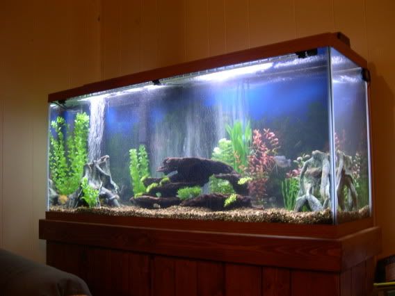 aquarium005-1.jpg