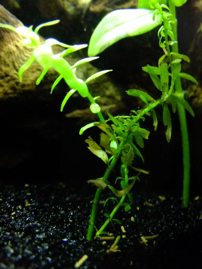 DSCF4526.jpg