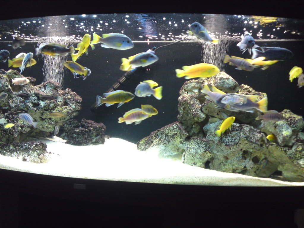 fish041.jpg