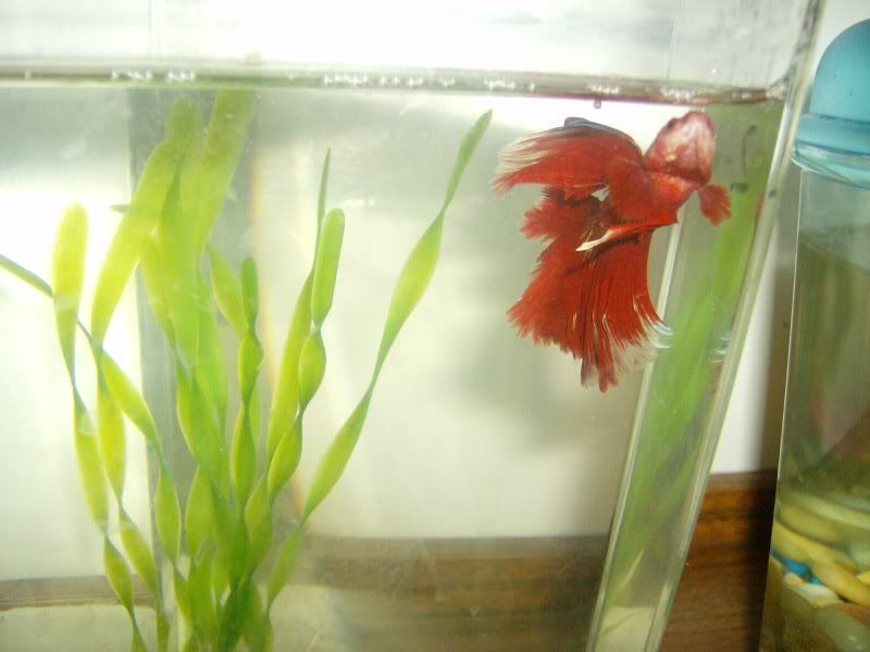 NewFish007.jpg