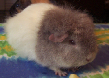Merlin-Sparky.png