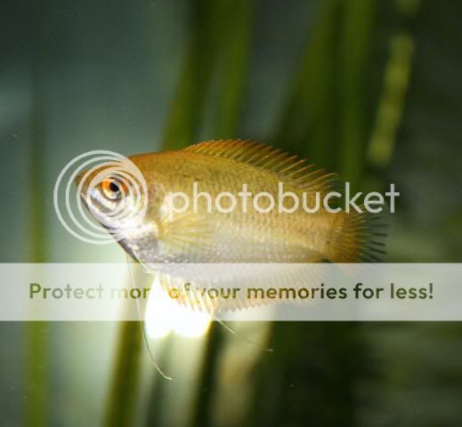 Fish17-05-09051.jpg